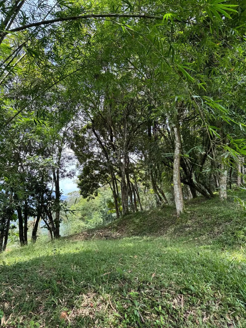 Sitio com casa e mais 3 cabanas em  Águas Mornas - SC - Foto 12