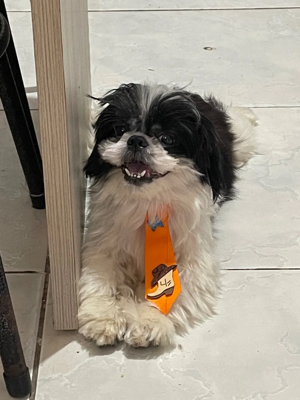 shih tzu macho com 1ano fez dia 03/07