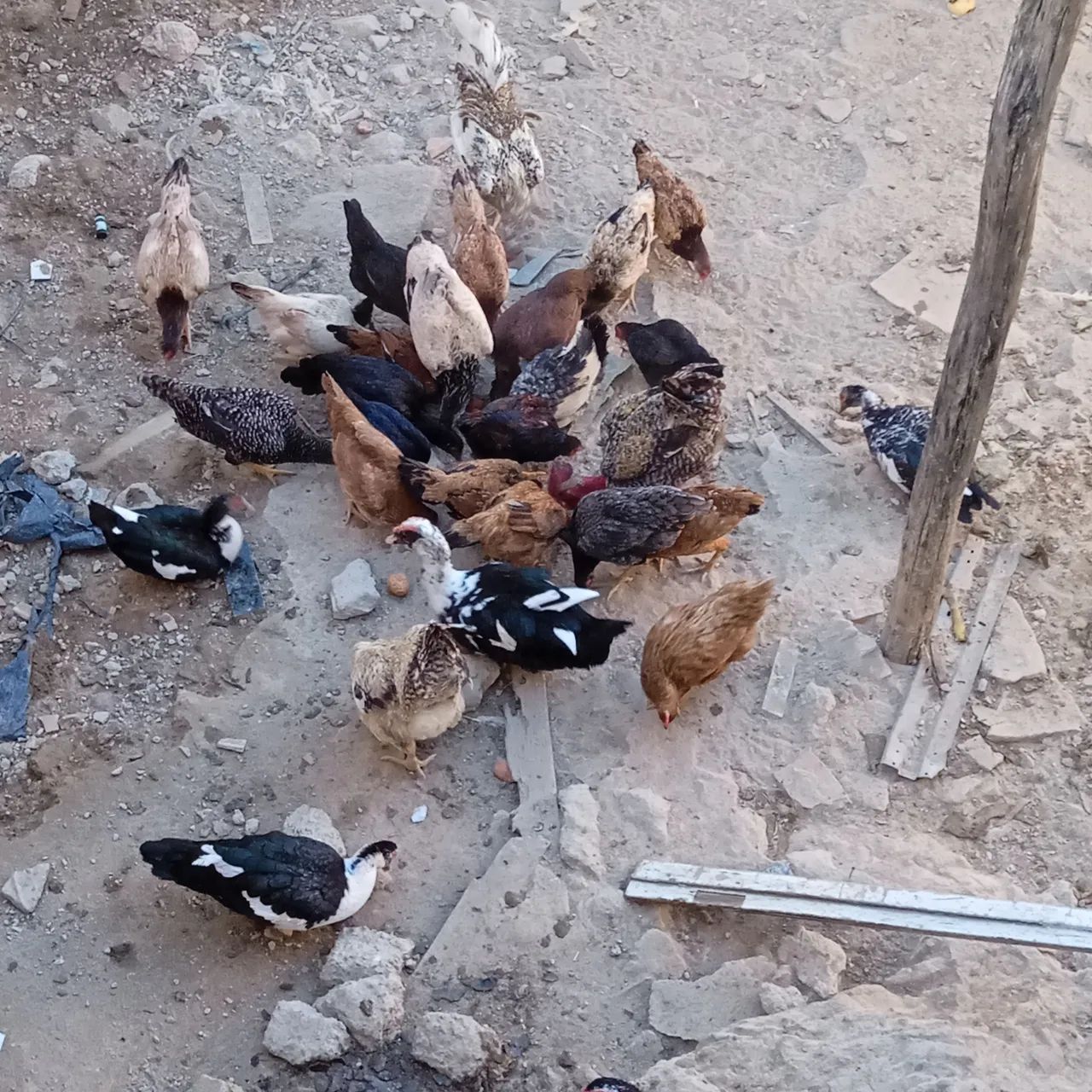 7  Patos para Criação - Foto 3