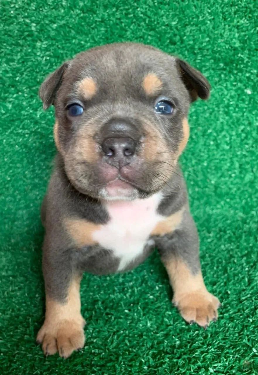 American Bully tree blue (POCKET - MACHO) - Foto 2