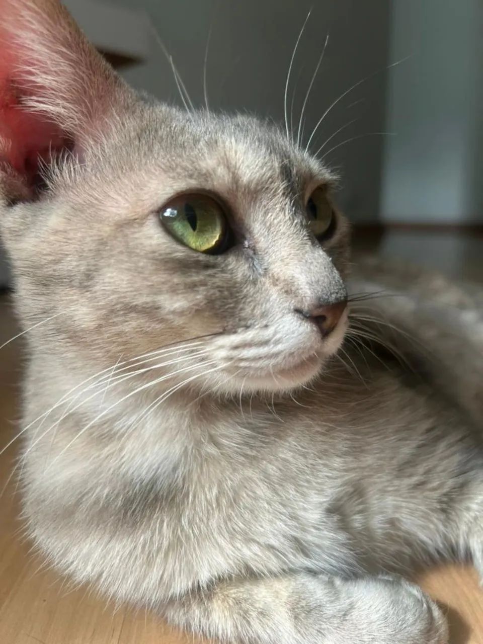 Meg, 1 ano, castrada. - Foto 5