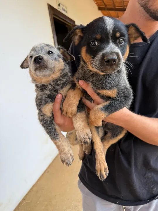 Filhotes de Blue Heeler- Boiadeiro australiano Puro