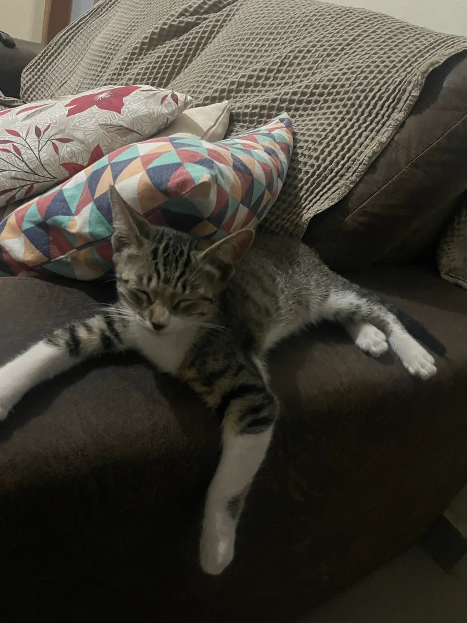 Doação de gato - Foto 3