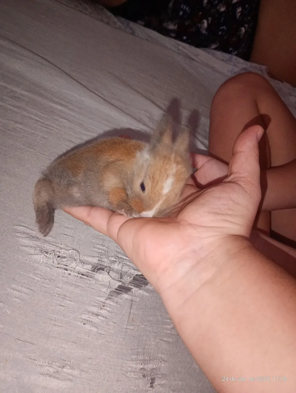 Coelhinho bebê disponível para reserva