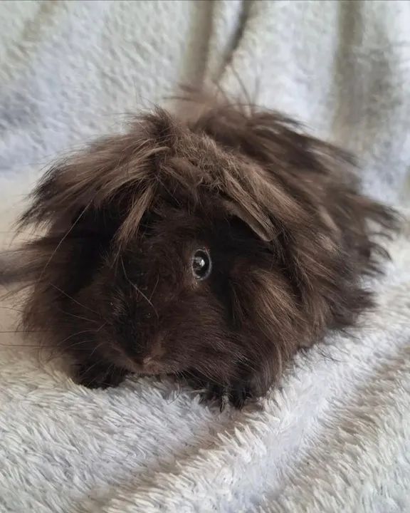 Porquinho da Índia Peruano  - Foto 3