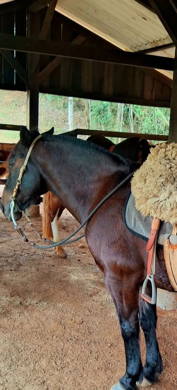Cavalo crioulo a venda - Foto 4