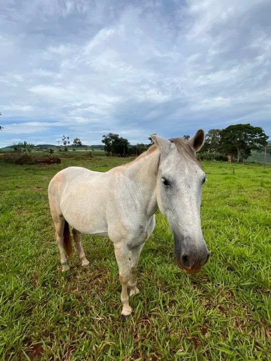 Cavalo Mangalarga Marchador 