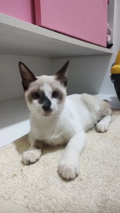 Gatinho Siamês disponível para adoção - Foto 4