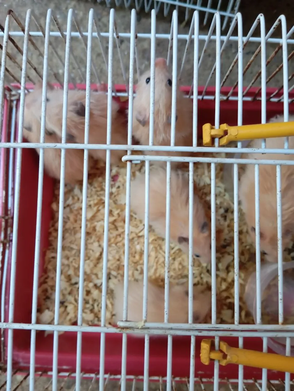 Hamsters - Filhotes e Adultos