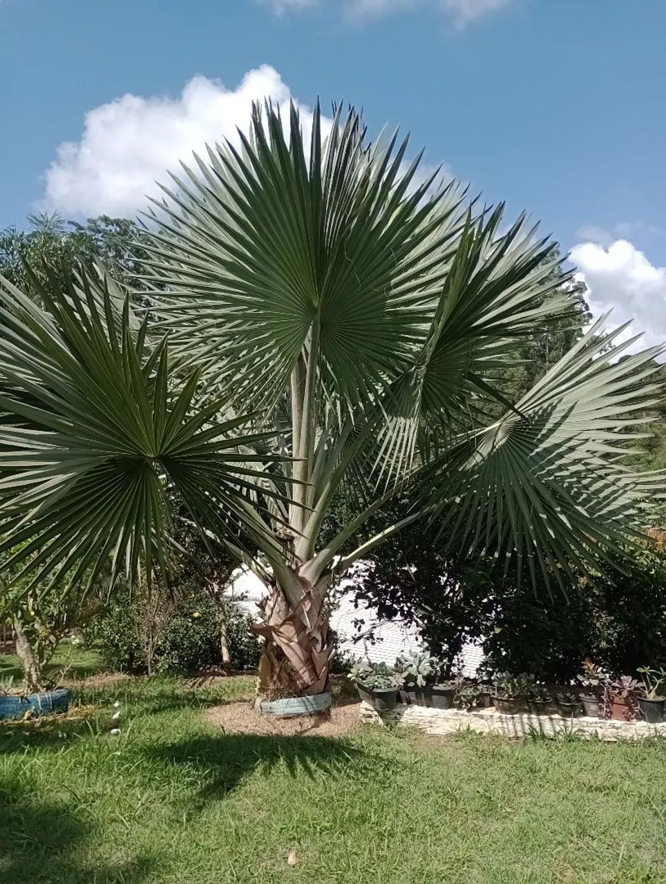 Aluga-se granja  - Foto 3