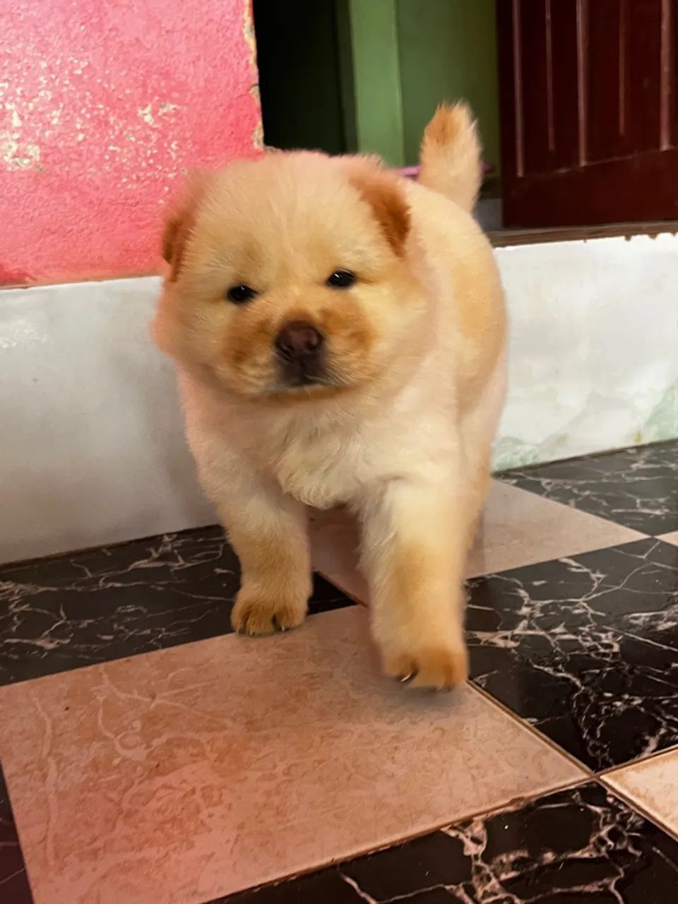 Filhote de Chow-Chow: Fofura e Companhia! Macho  - Foto 5