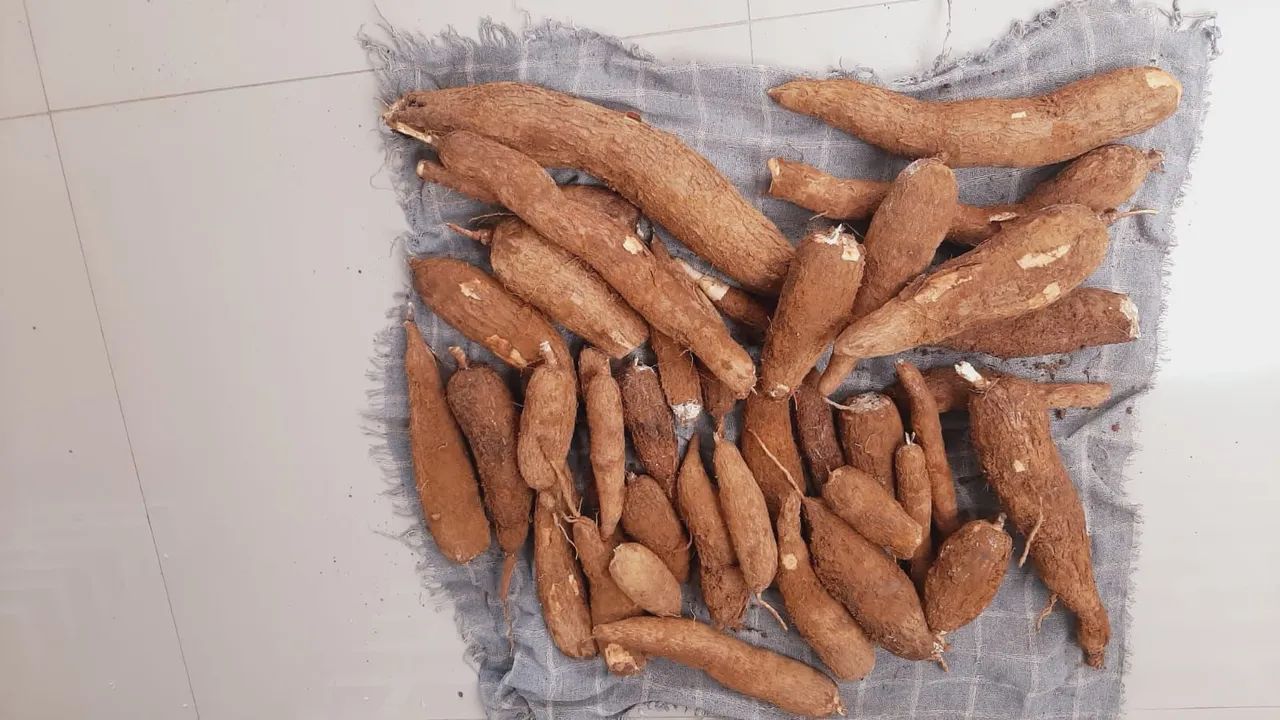 Mandioca amarela - Foto 2