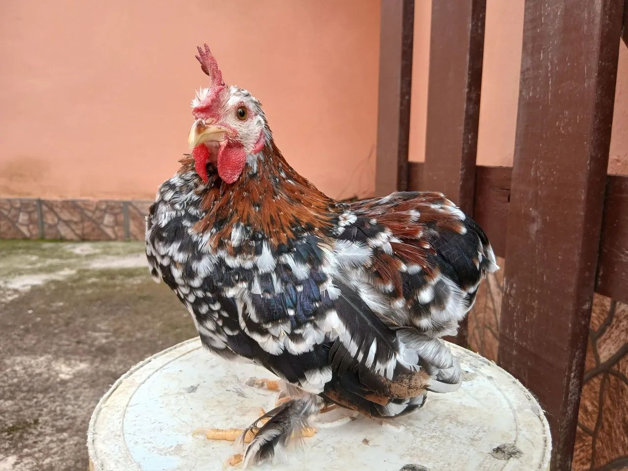 Vendo  galo suro  - Foto 3