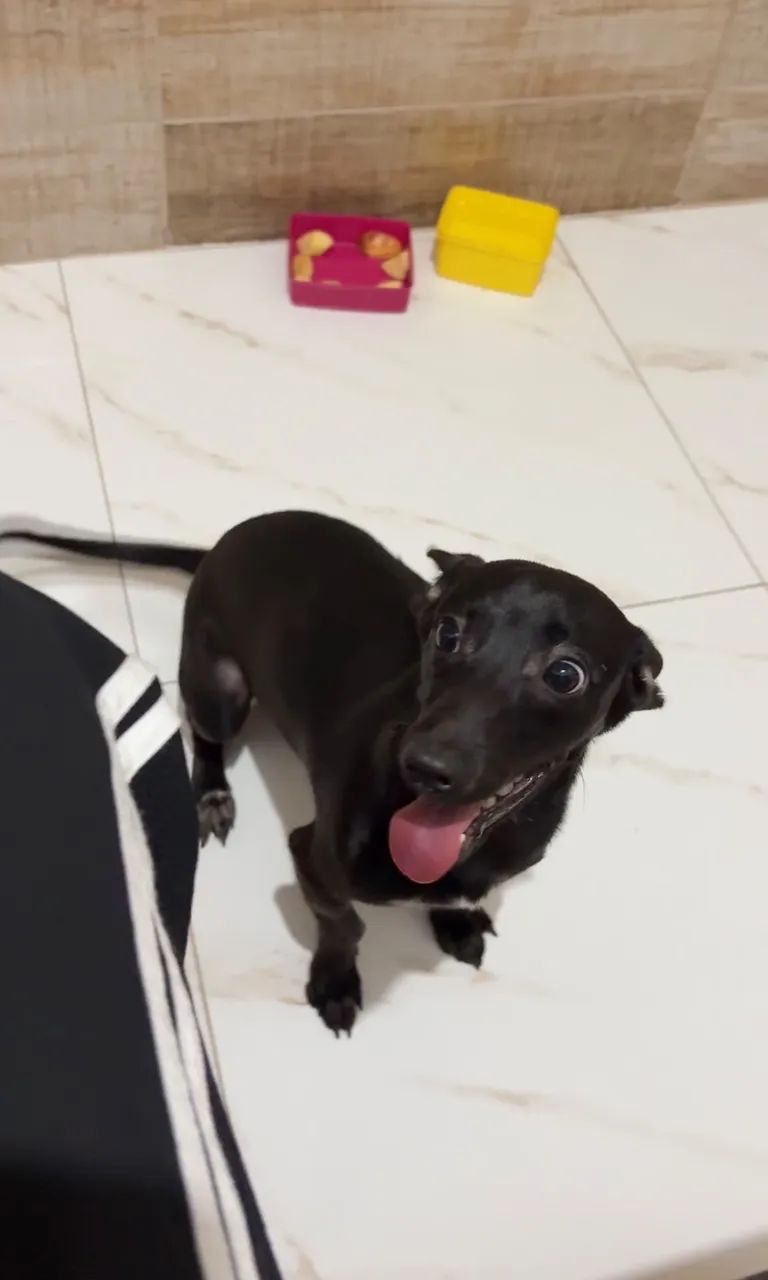 Doa-se cachorra fêmea SRD porte P - Foto 5