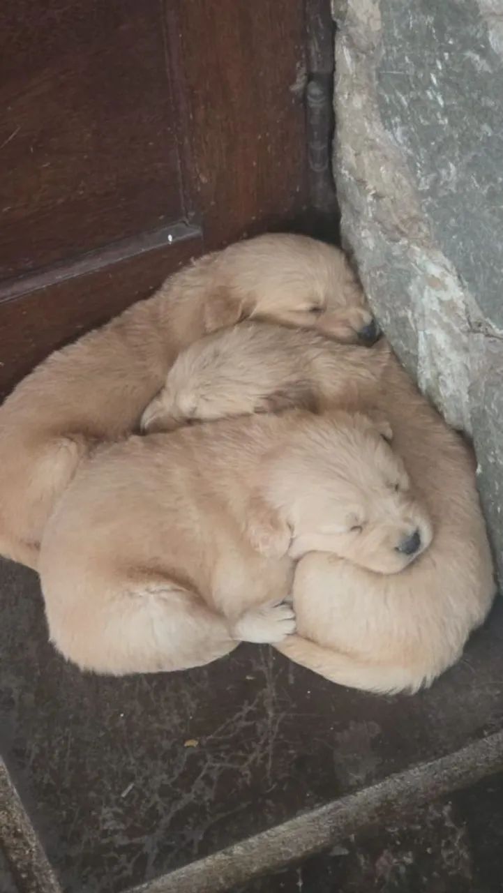 Golden retriver macho  - Foto 3