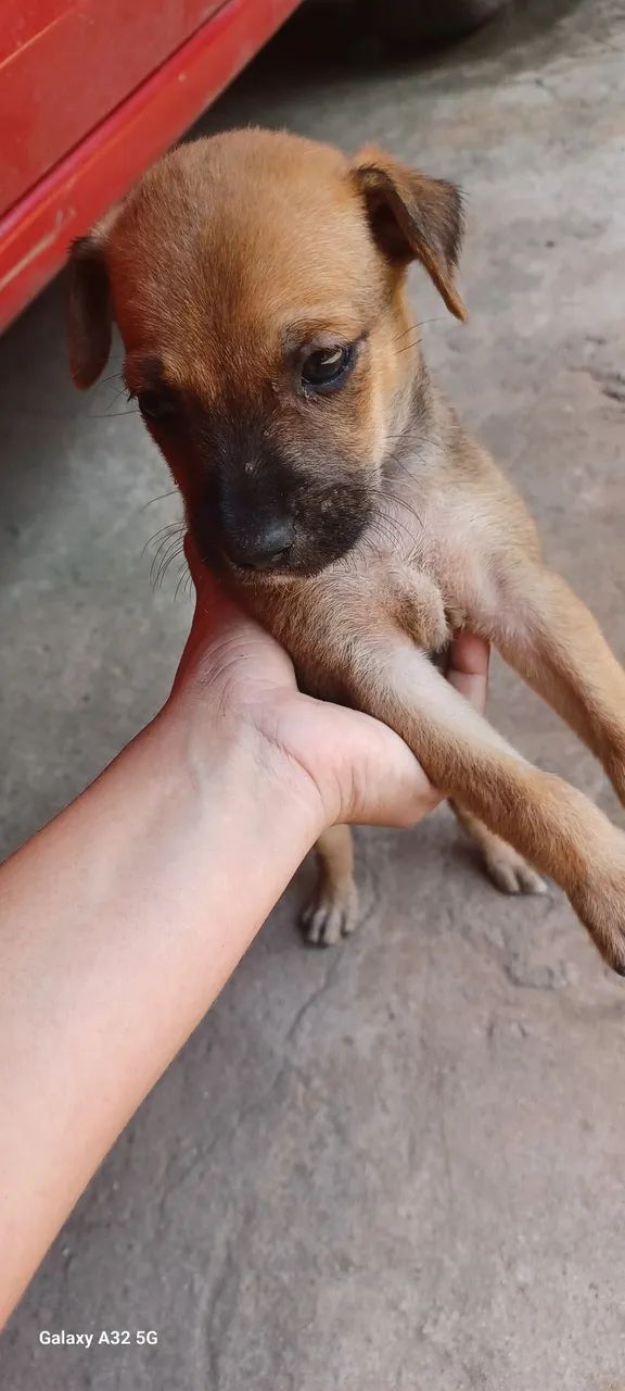 DOAÇÃO DE CACHORRO - Foto 2