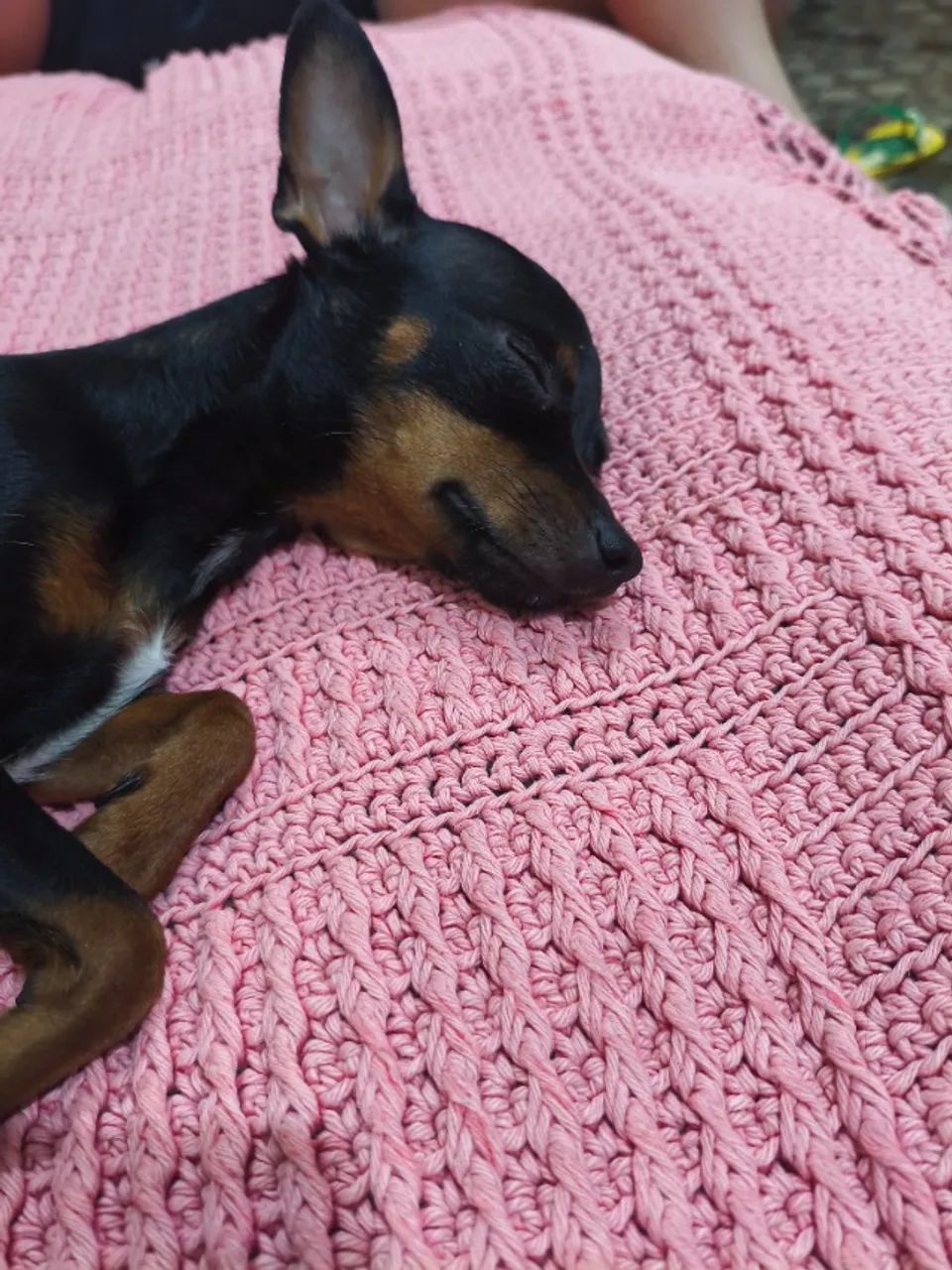 Pinscher Filhote Fêmea  - Foto 5