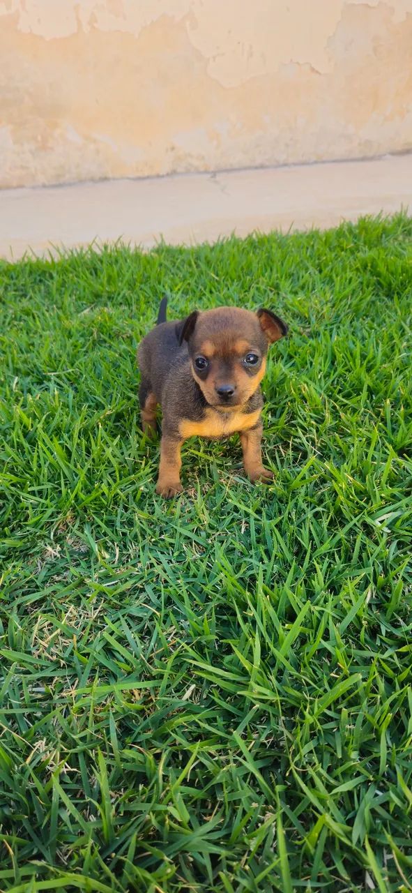 Pinscher fêmea 01