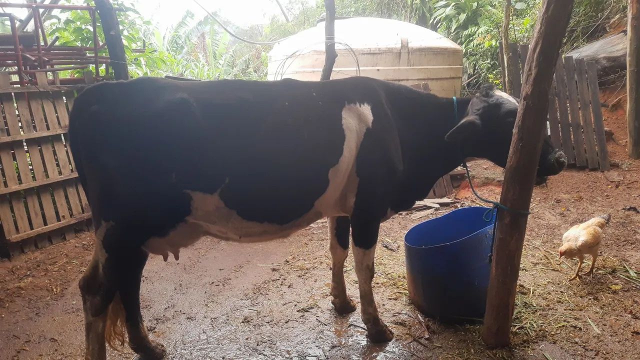 Vacas leitera  - Foto 2