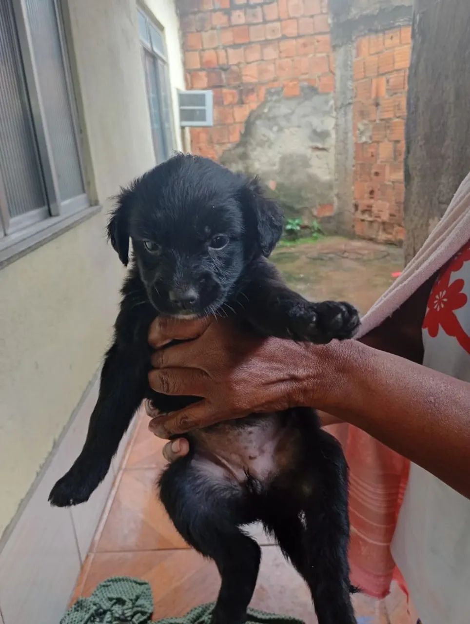 Estou doando esses cachorrinhos  - Foto 2