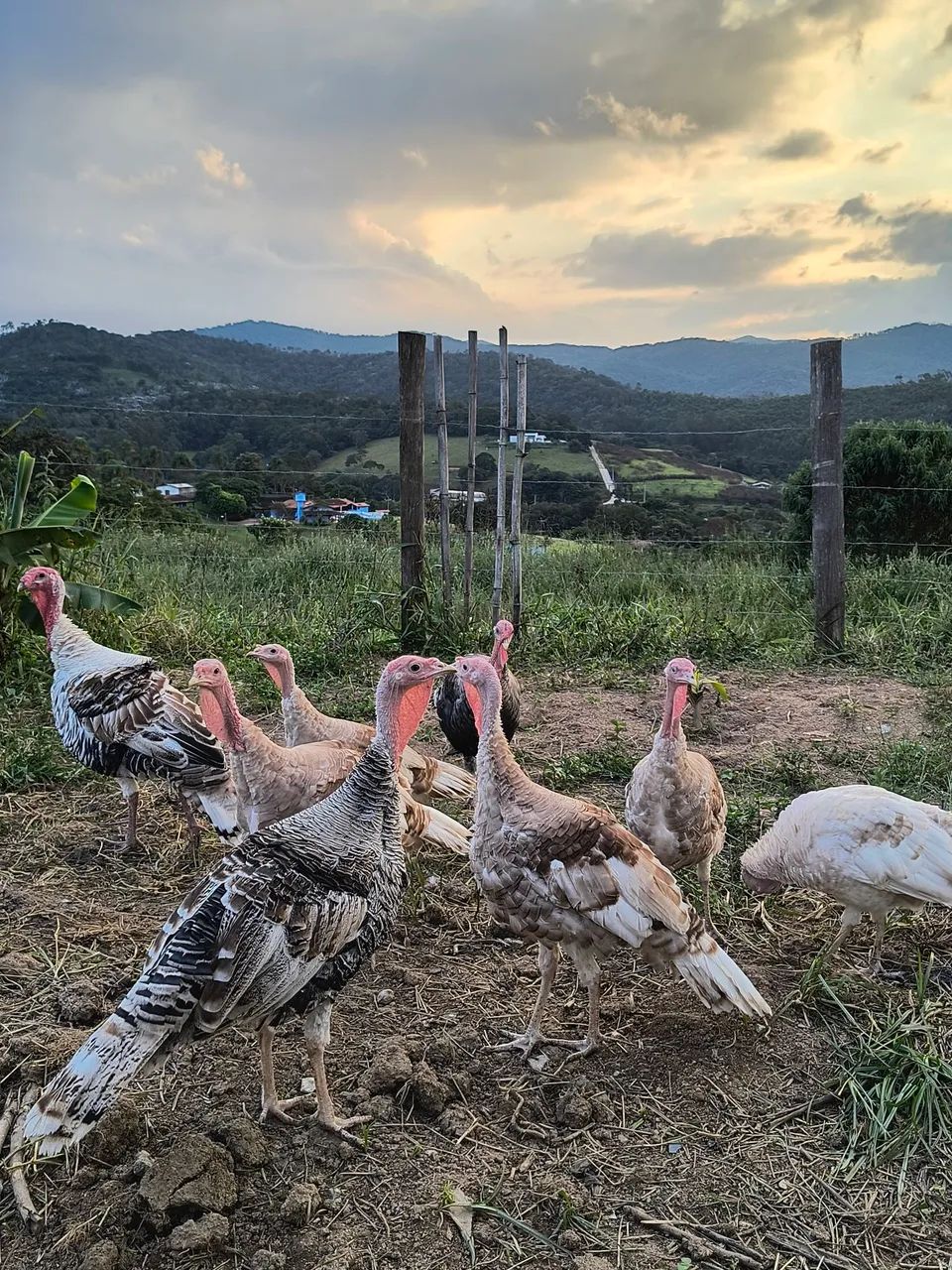 Perus jovens a venda  - Foto 2
