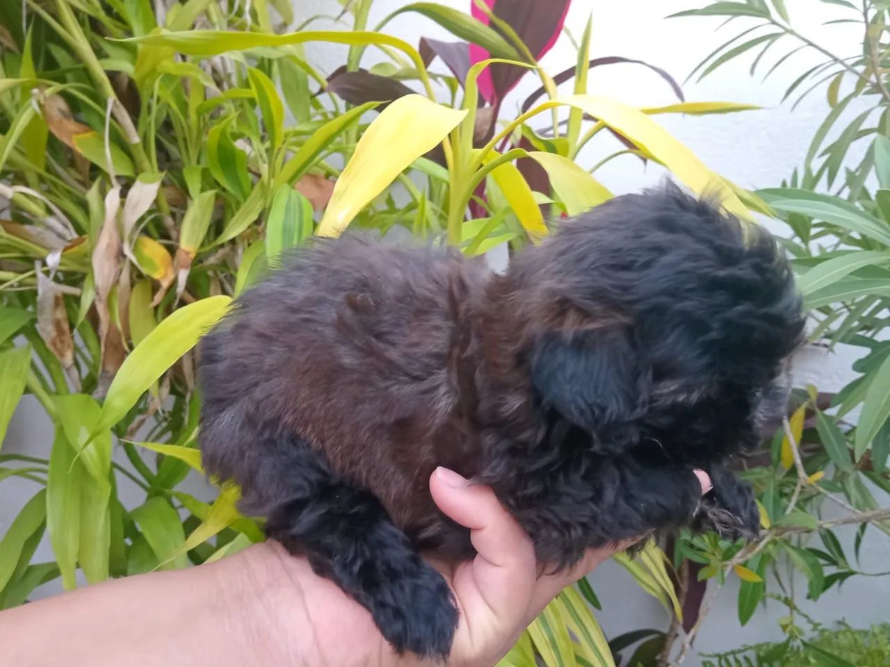 Poodle com shitzu  - Foto 2
