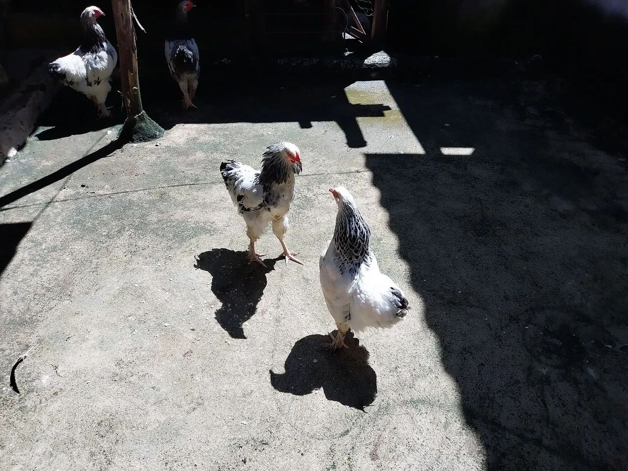 Vendo Legítimos frangos da  Raça Brahma