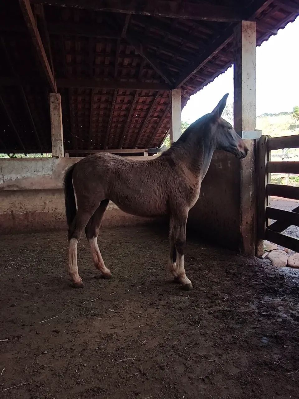 Mula Calçada  - Foto 2