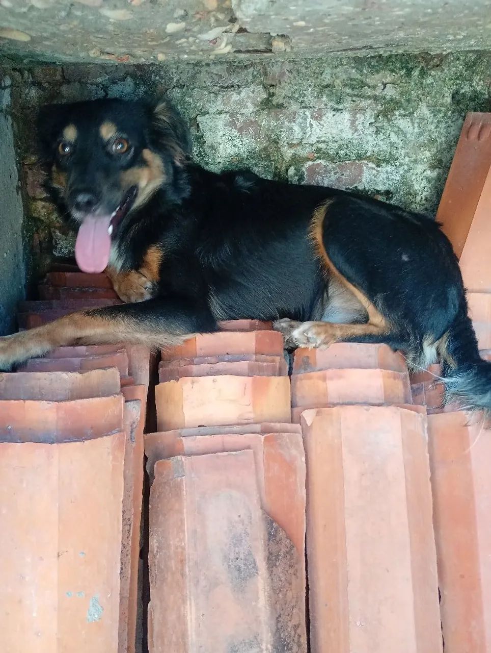 Casal de Cães para Doação  - Foto 6