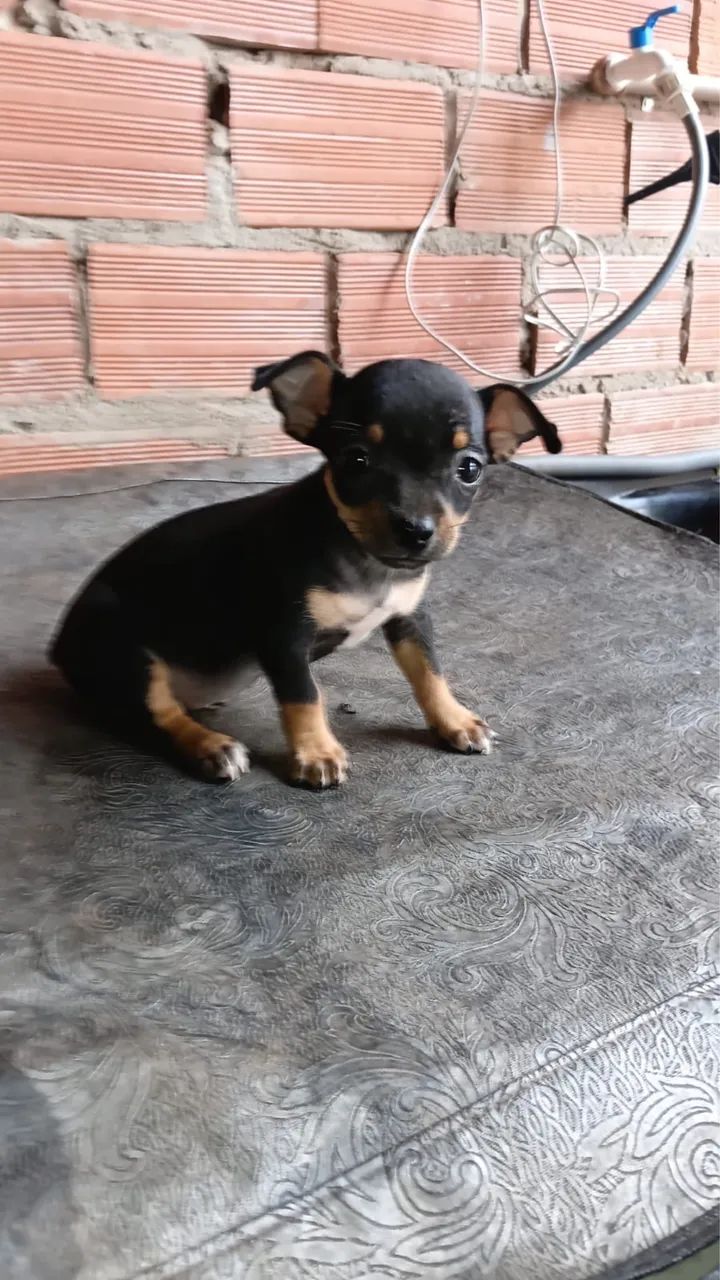 Pinscher  - Foto 2