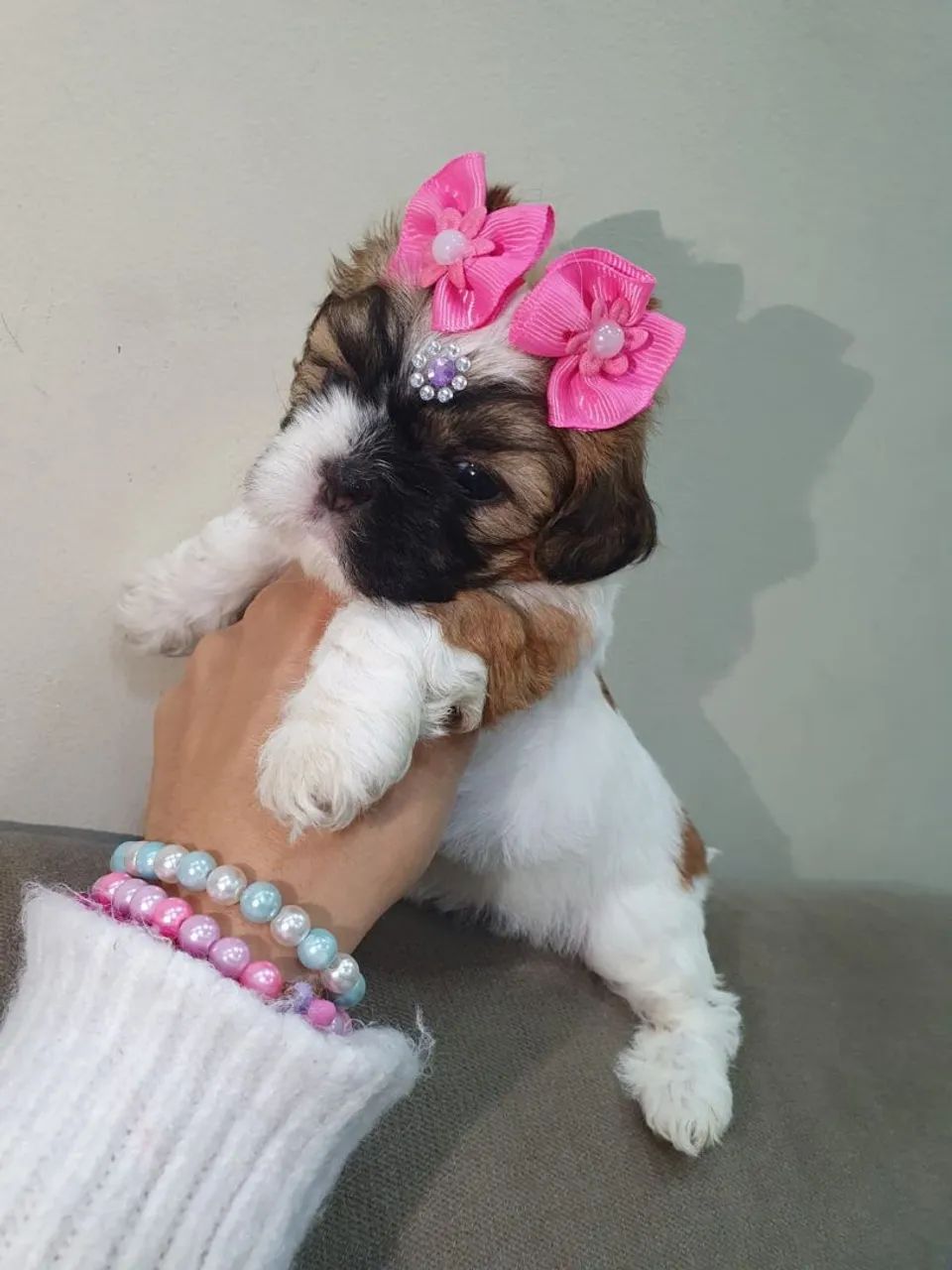 Shitzu femeas e macho micro - Foto 2