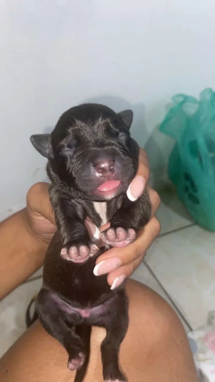 Filhotes de amstaff  - Foto 4