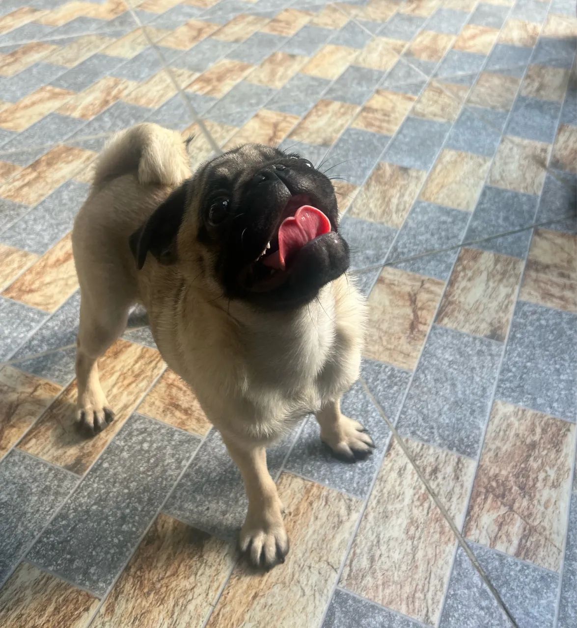 Pug fêmea  - Foto 5