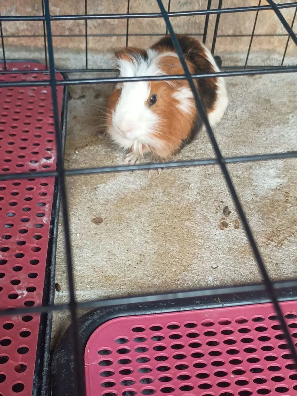 DOAÇÃO!! Porquinho da India - Foto 3