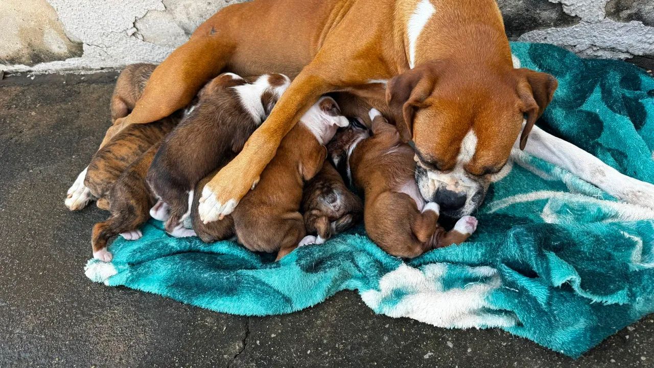 Filhote Boxer e macho  - Foto 2