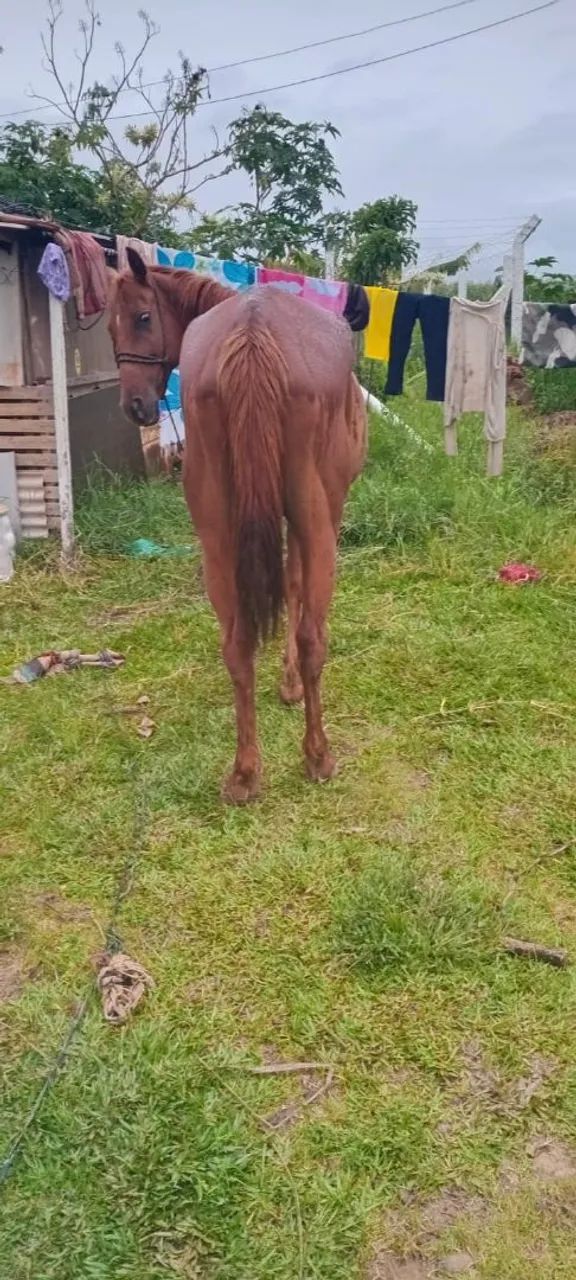 Égua QM extra de grande  - Foto 6