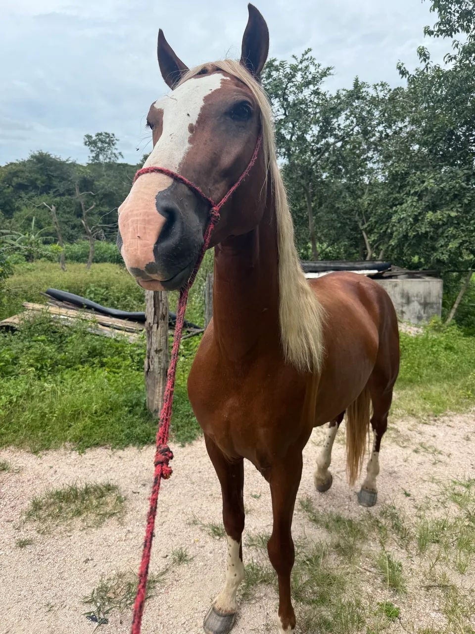 Cavalo manga larga alazão loiro  - Foto 3
