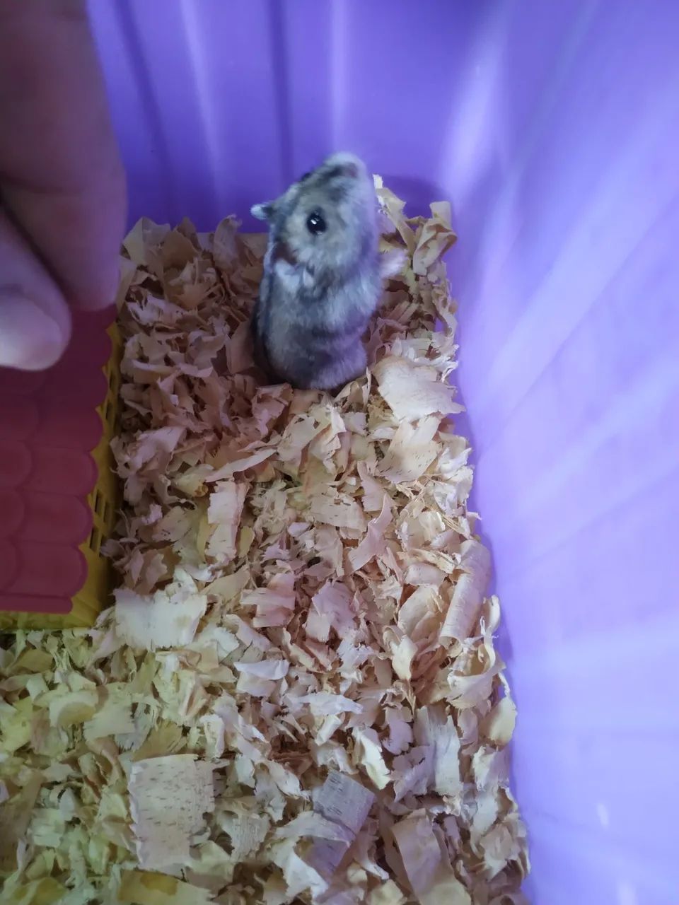 Hamster - Foto 3
