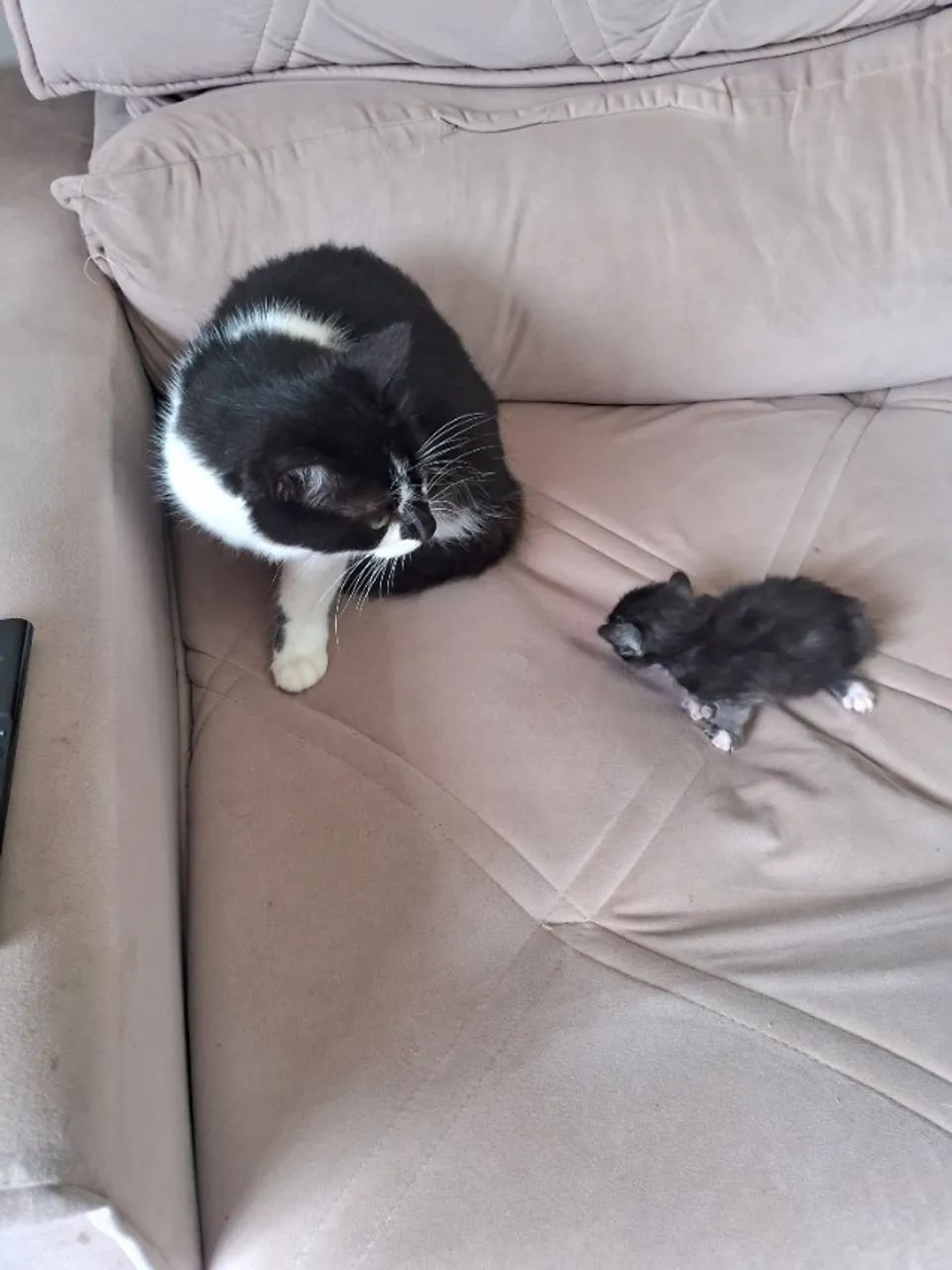 Gatinhas  - Foto 3
