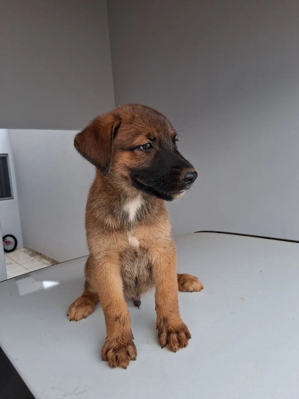 Vendo Filhote de Pastor MALINOIS  - Foto 4