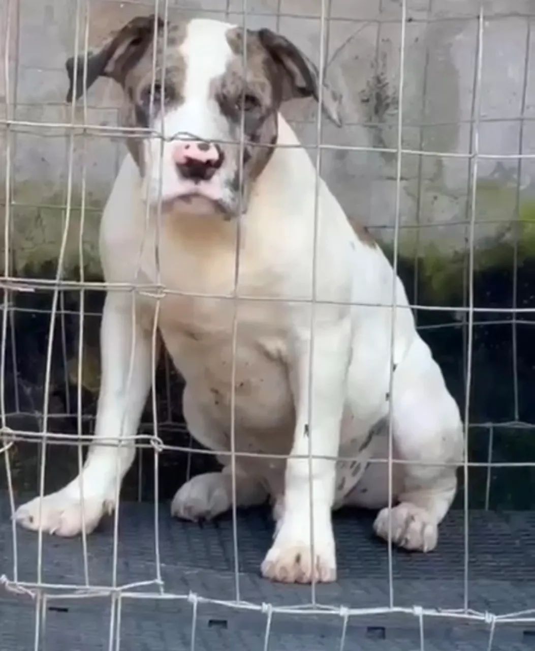 Filhotes de pit monster Merle 