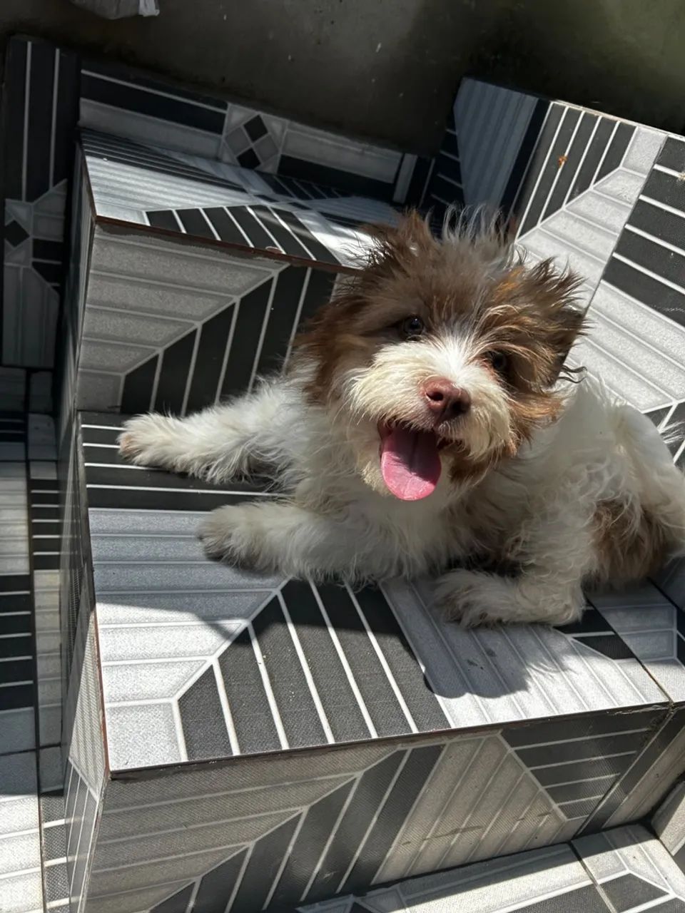 Cachorro  - Foto 5