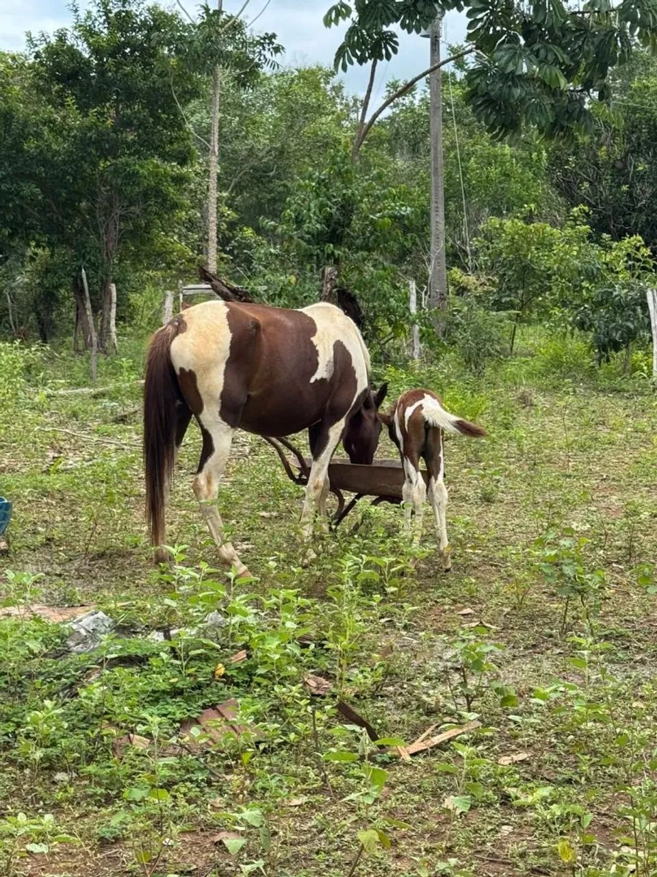 VENDO EGUA E POTRA! - Foto 5