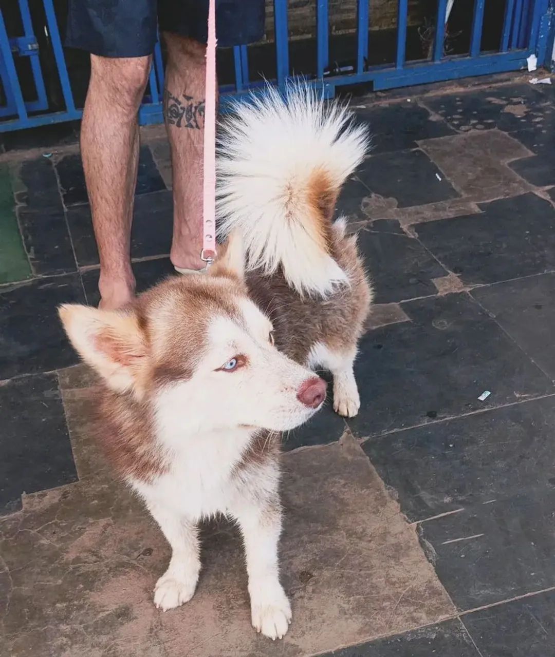 Alaskan Klee Kai