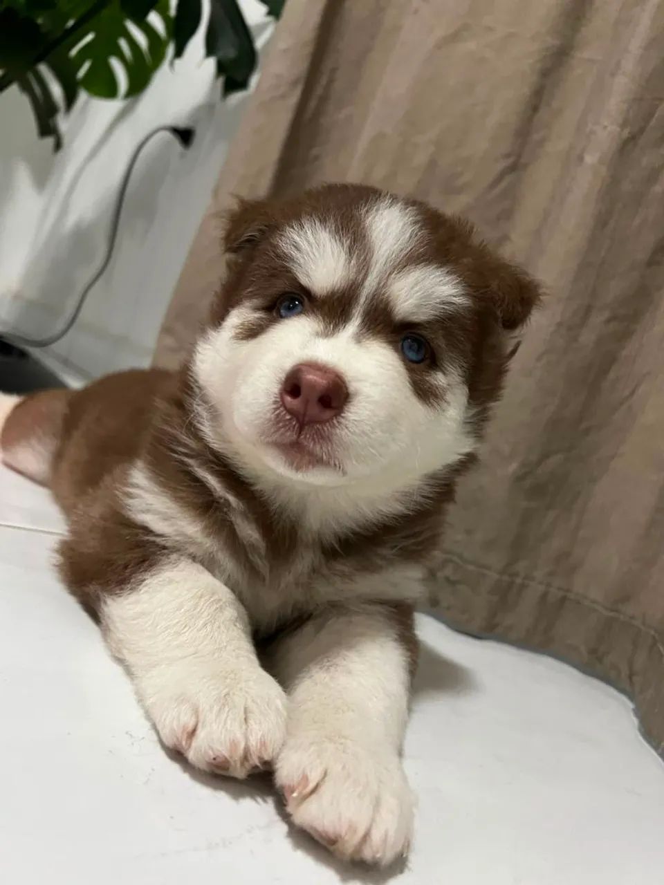 Filhote de Husky  - Foto 2