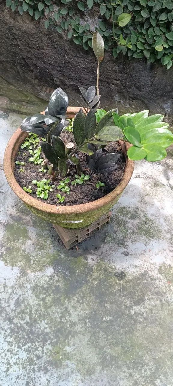 Plantas - Foto 4
