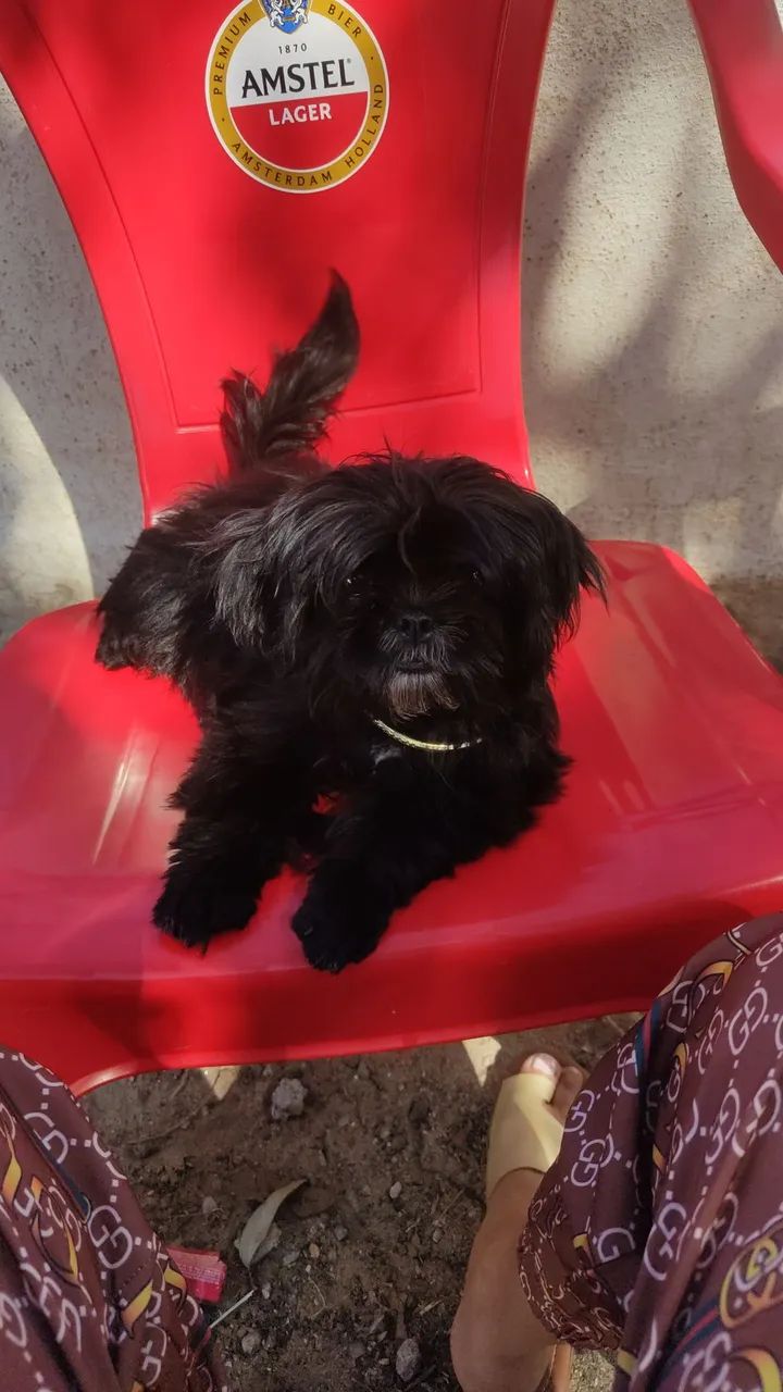 Shitzu  - Foto 4