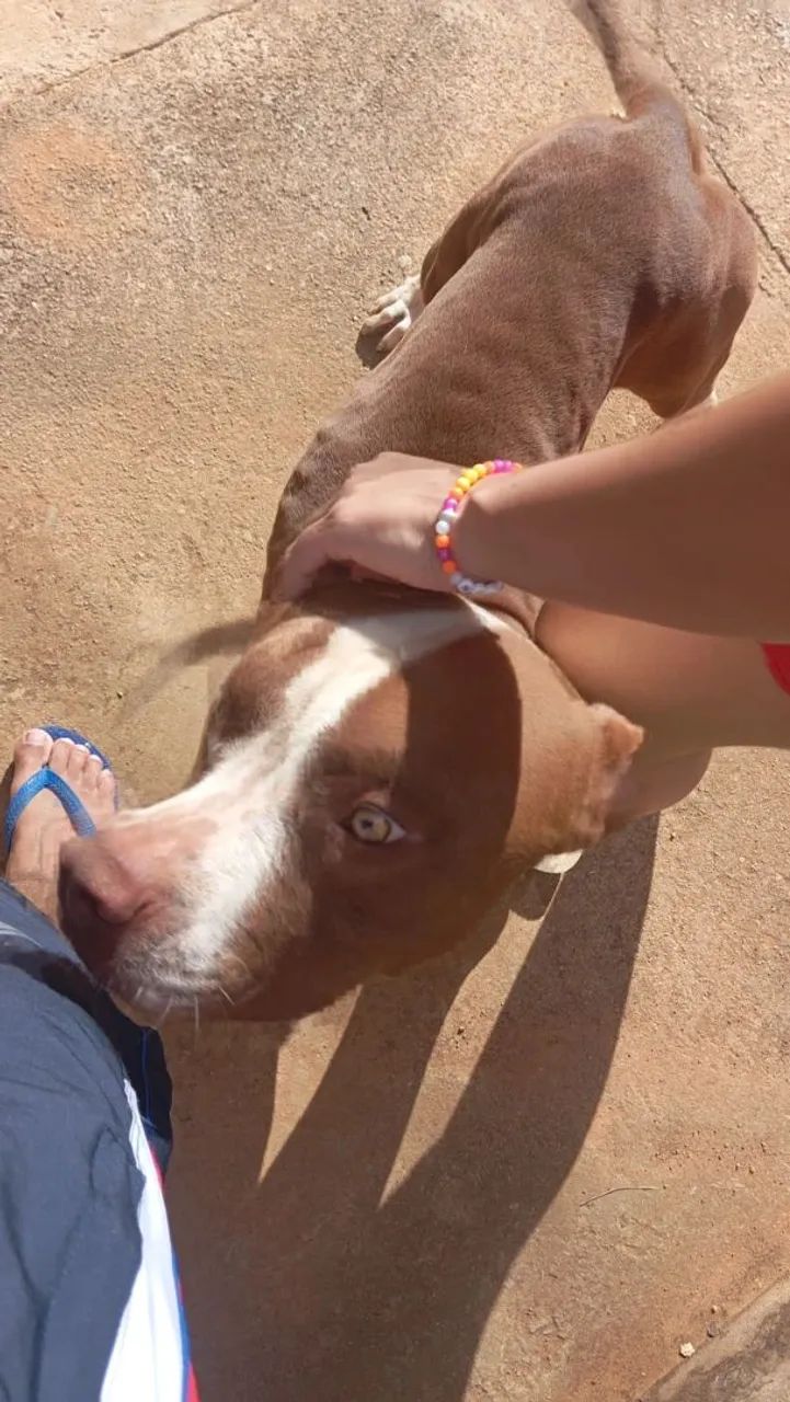 Pit bull macho  - Foto 3
