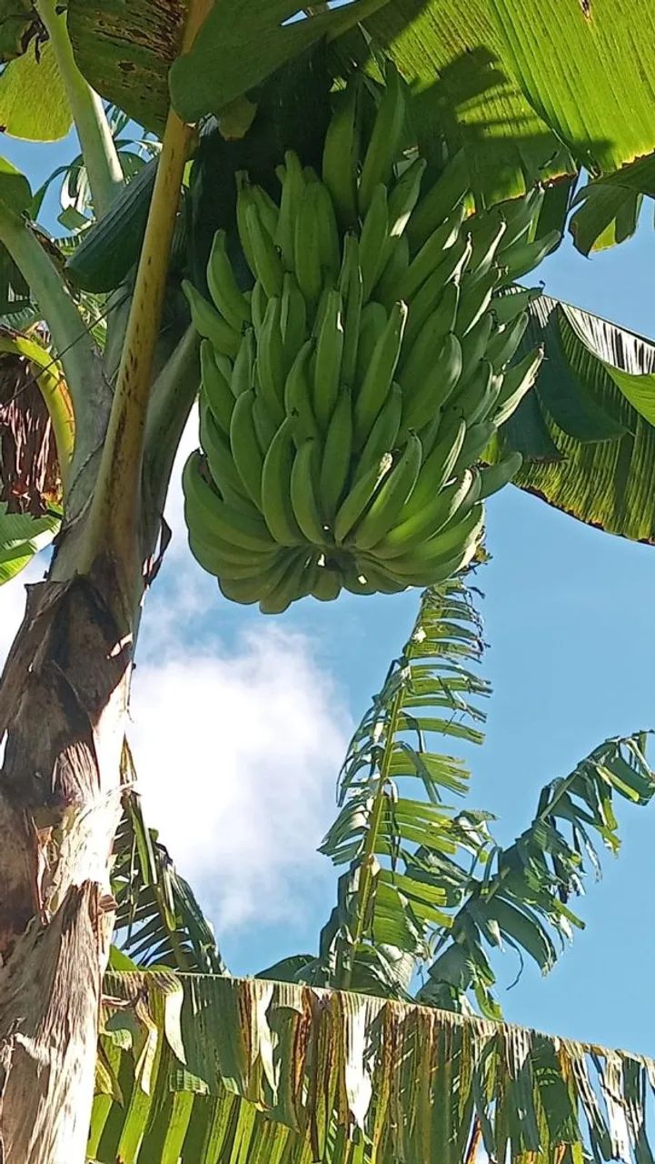 Mudas de banana da Terra  (3 reais). - Foto 3