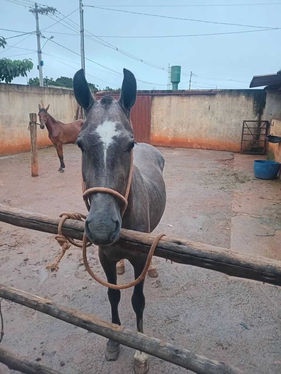 Vende-se uma potra  - Foto 4